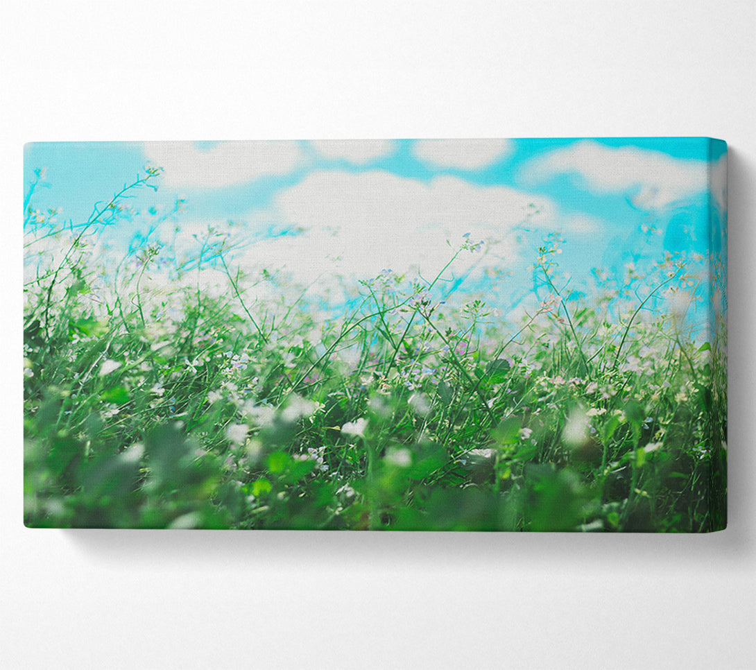  A Canvas Print of Wild flowers in the spring meadow Canvas Art