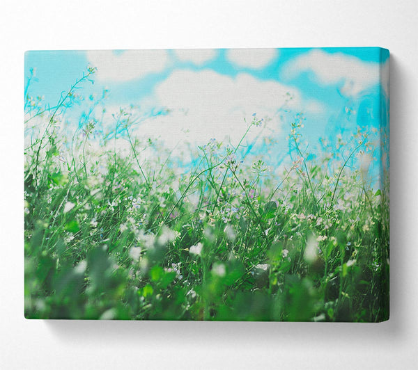  A Canvas Print of Wild flowers in the spring meadow Canvas Art