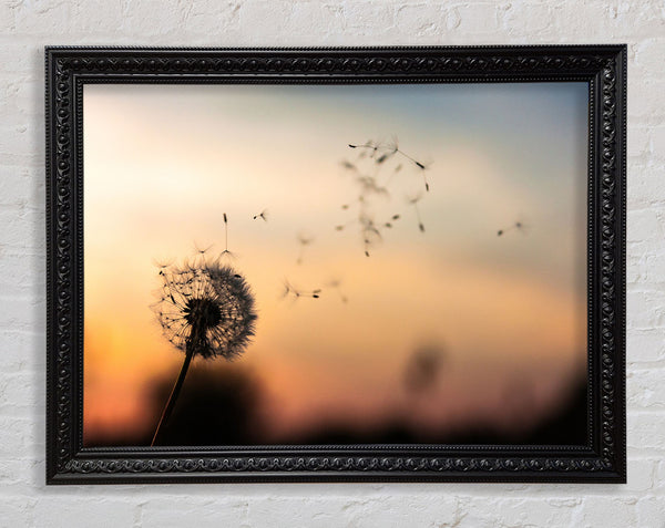 Dandellion Seeds floating Framed Print