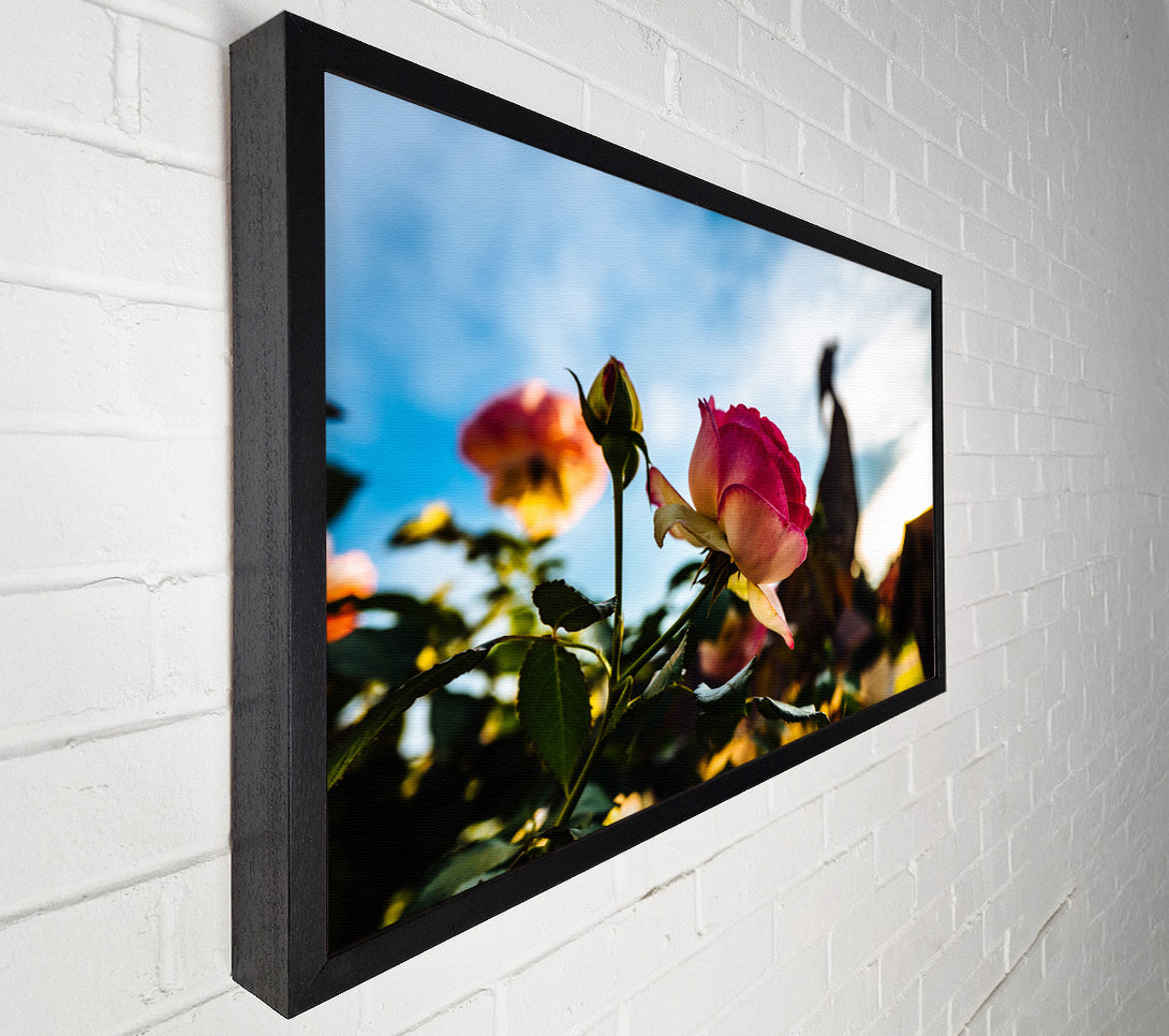  A Canvas Print of Red rose sunning Canvas Print