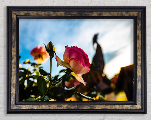 Red rose sunning Framed Print