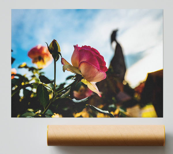 Red Rose Sunning Poster