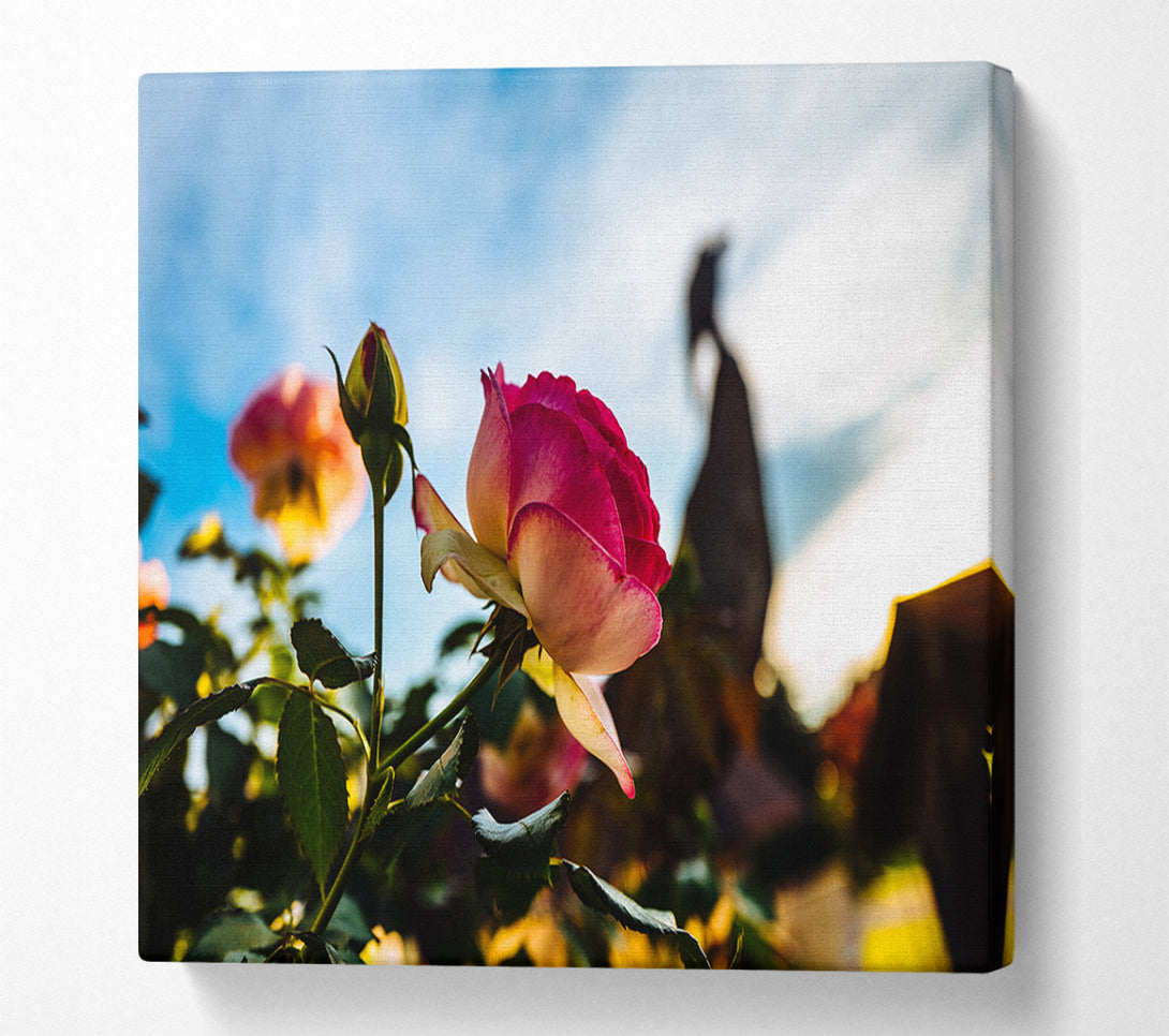  A Canvas Print of Red rose sunning Canvas Print
