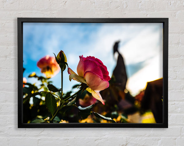 Red rose sunning Framed Print