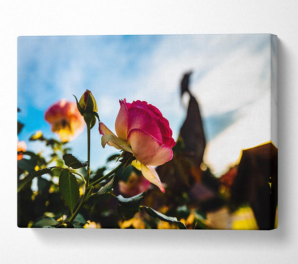  A Canvas Print of Red rose sunning Canvas Print