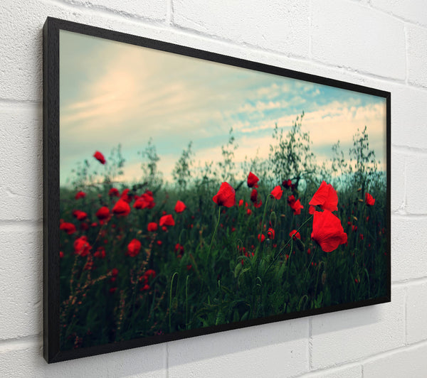 Red poppies on a windy day