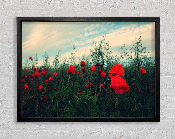 Red poppies on a windy day Framed Print