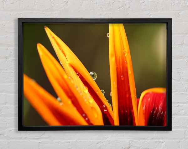 Water droplets on a yellow flower Framed Print