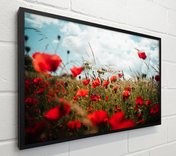 Red Poppies reaching the sky