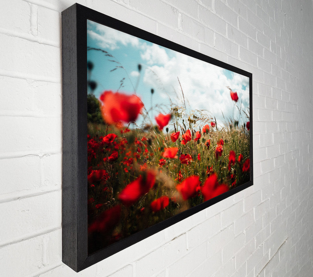  A Canvas Print of Red Poppies reaching the sky Canvas Print