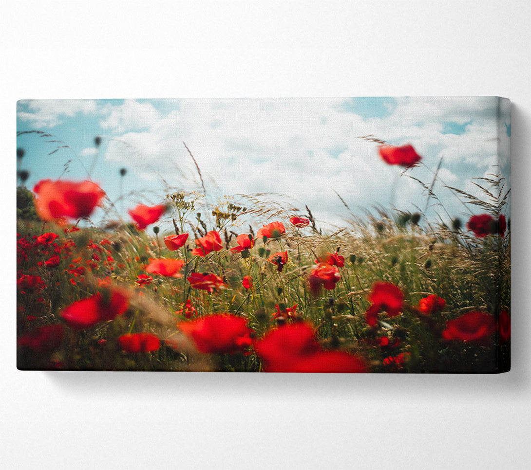  A Canvas Print of Red Poppies reaching the sky Canvas Print