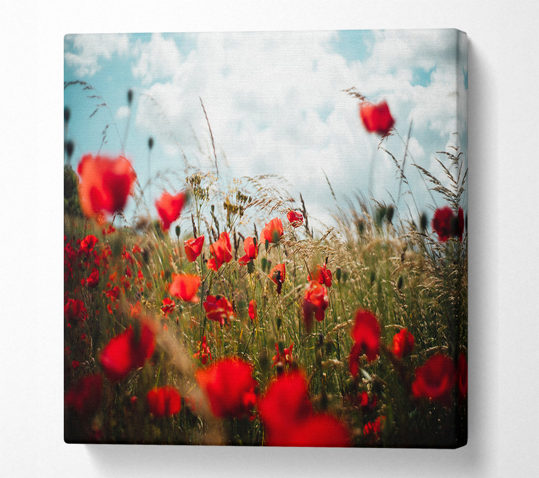  A Canvas Print of Red Poppies reaching the sky Canvas Print