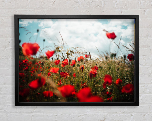 Red Poppies reaching the sky Framed Print