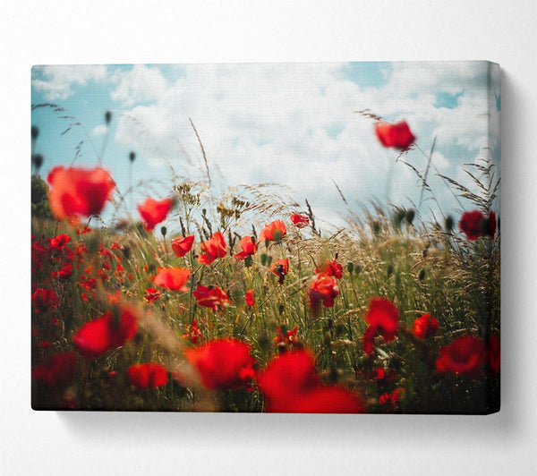  A Canvas Print of Red Poppies reaching the sky Canvas Print