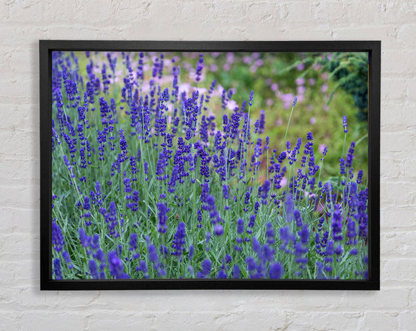 Purple flowers in the meadow spring Framed Print