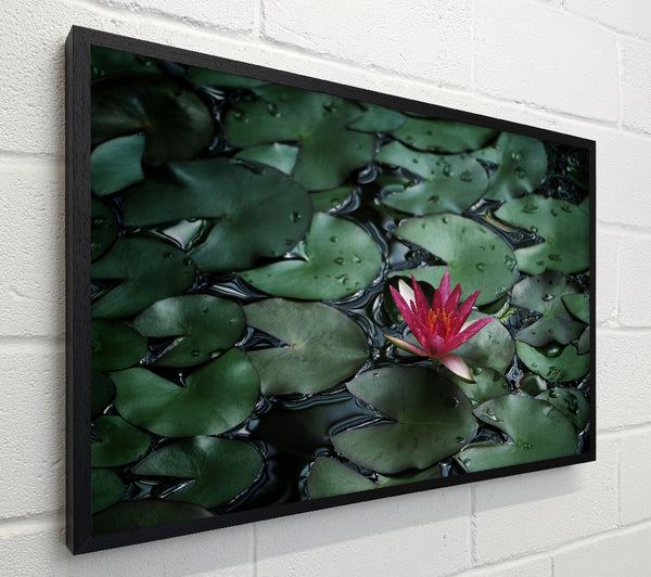 Lotus peering above the lilly pads