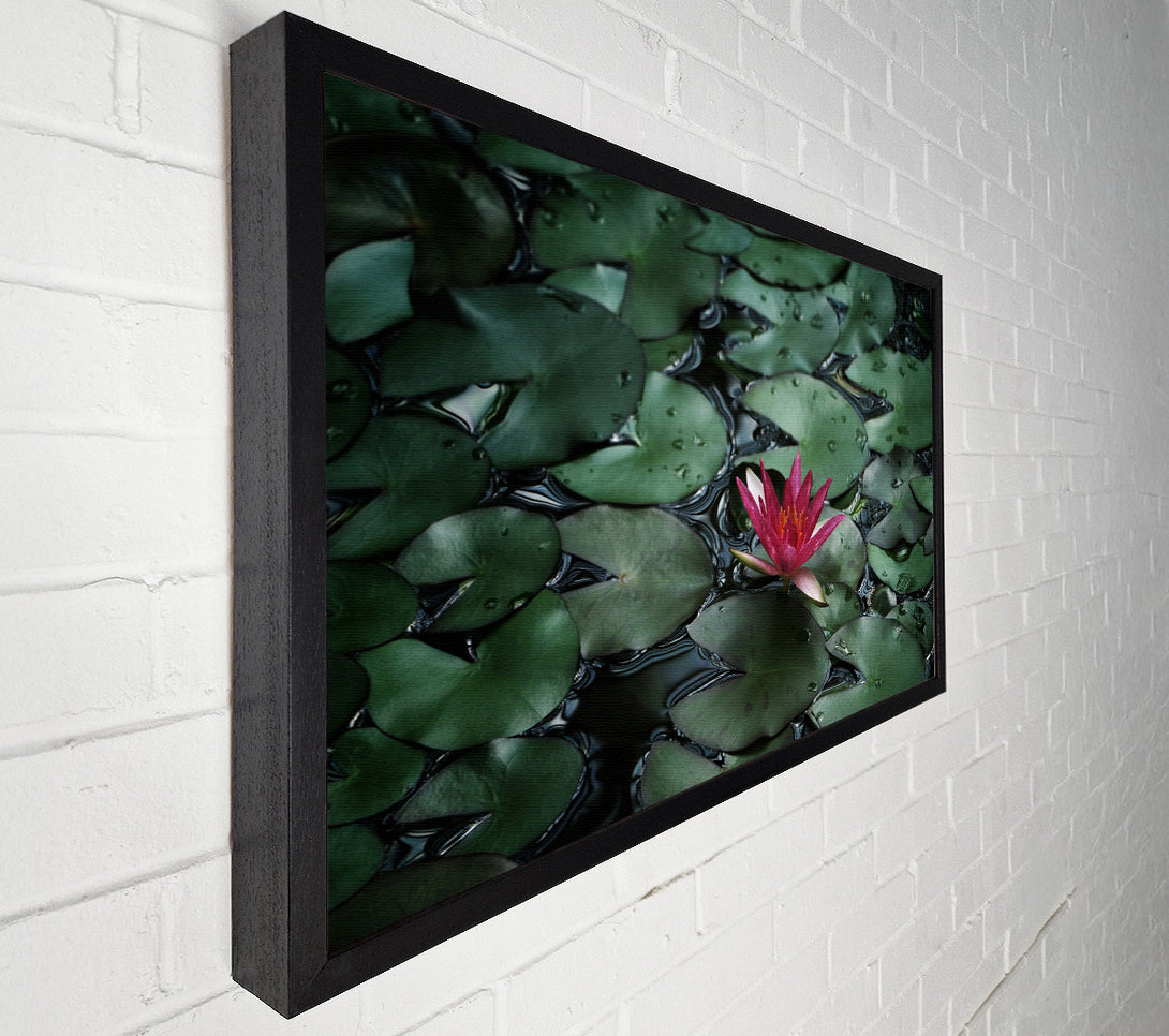  A Canvas Print of Lotus peering above the lilly pads Canvas Wall Art