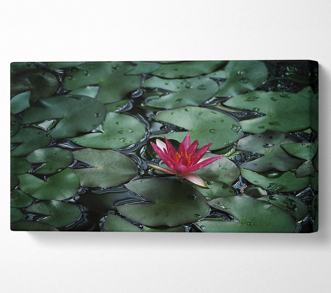  A Canvas Print of Lotus peering above the lilly pads Canvas Wall Art
