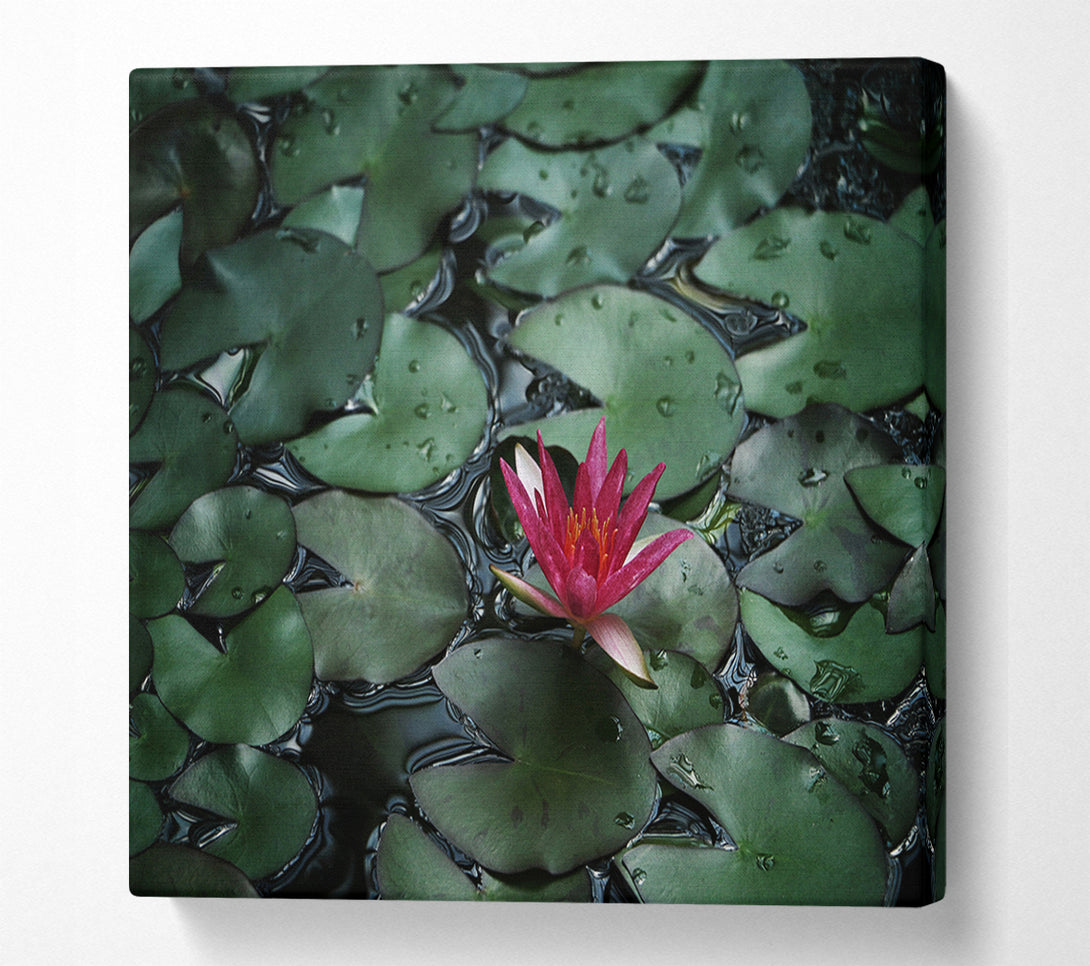  A Canvas Print of Lotus peering above the lilly pads Canvas Wall Art