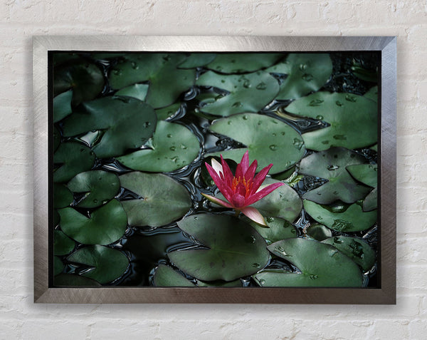 Lotus peering above the lilly pads Framed Print