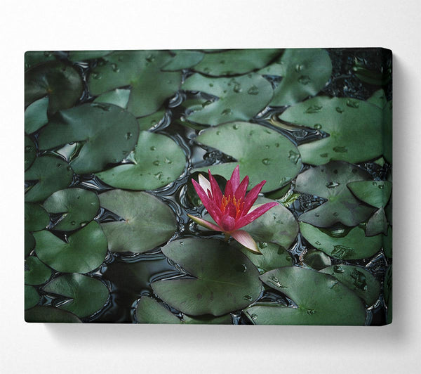  A Canvas Print of Lotus peering above the lilly pads Canvas Wall Art
