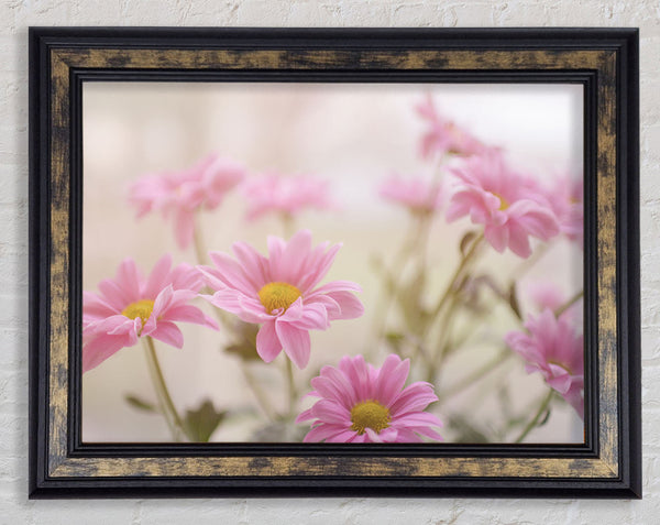 Pink flowers in soft light Framed Print