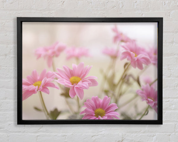 Pink flowers in soft light Framed Print