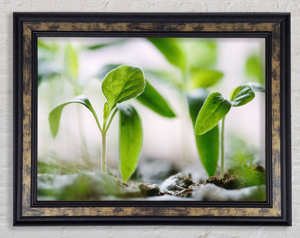 New spouting flowers Framed Print