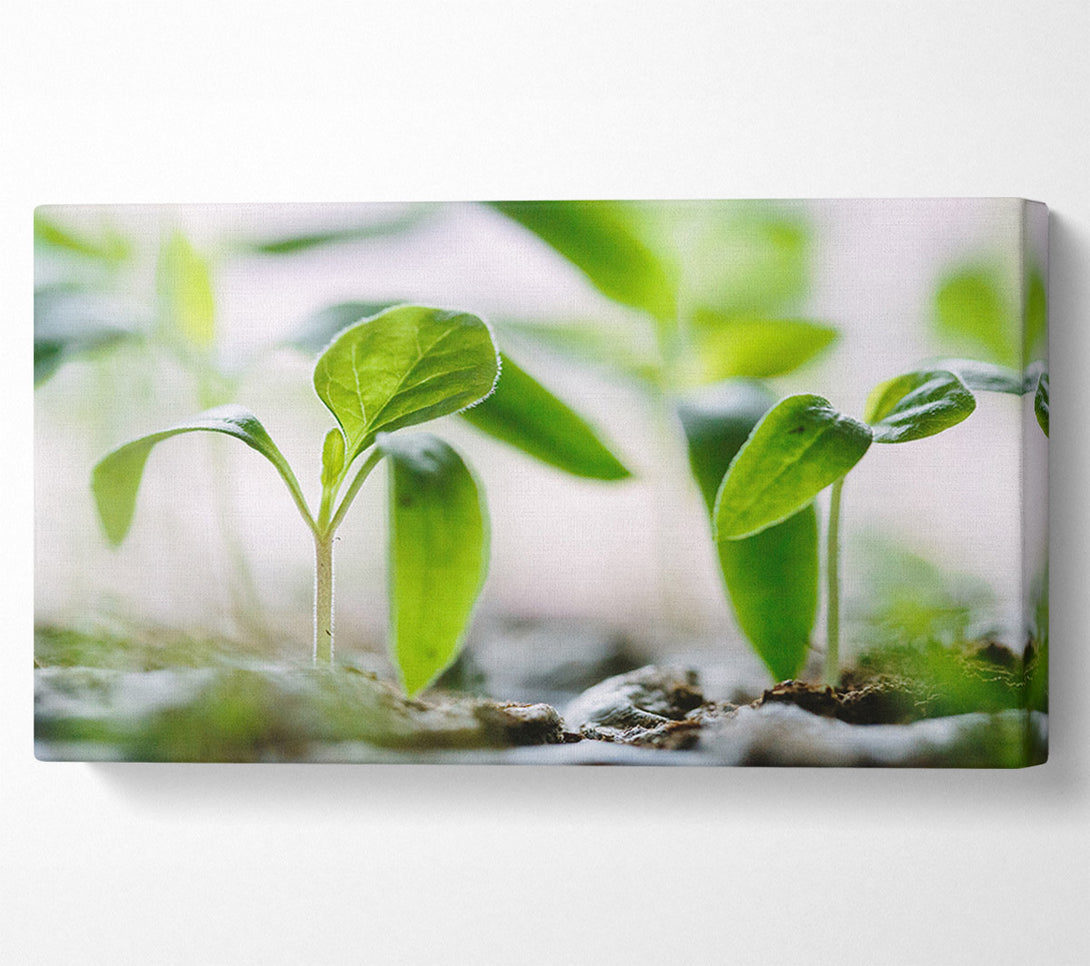  A Canvas Print of New spouting flowers Canvas Wall Art