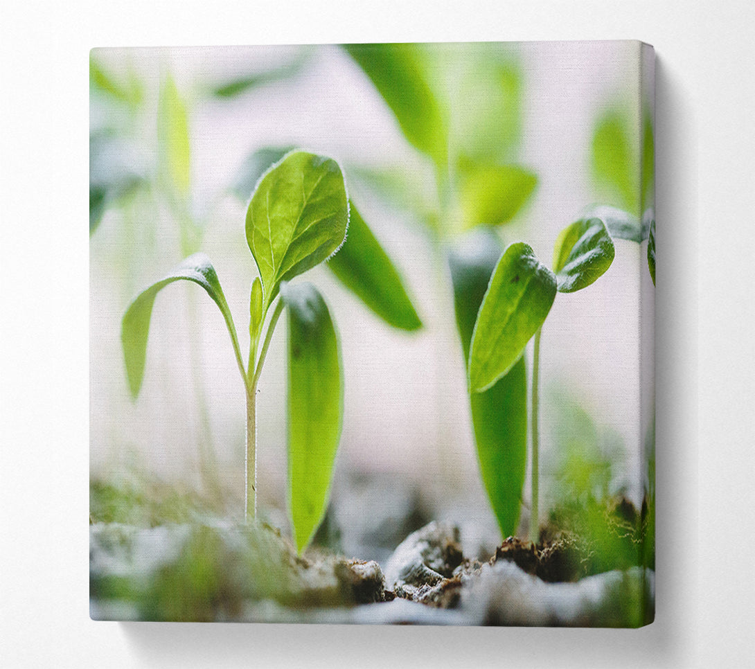  A Canvas Print of New spouting flowers Canvas Wall Art