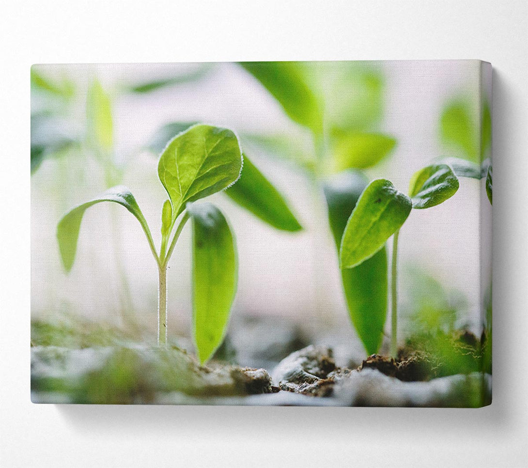  A Canvas Print of New spouting flowers Canvas Wall Art