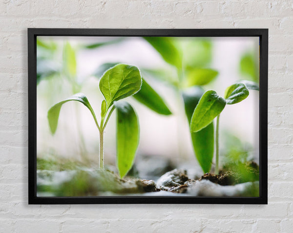 New spouting flowers Framed Print