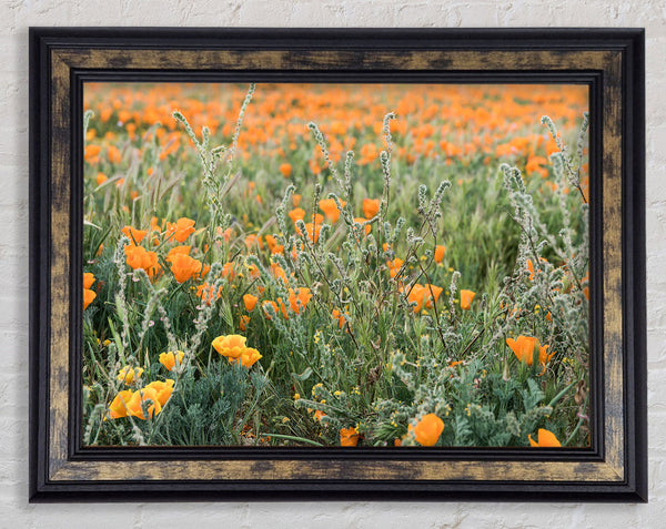 Orange flowers in the spring field Framed Print