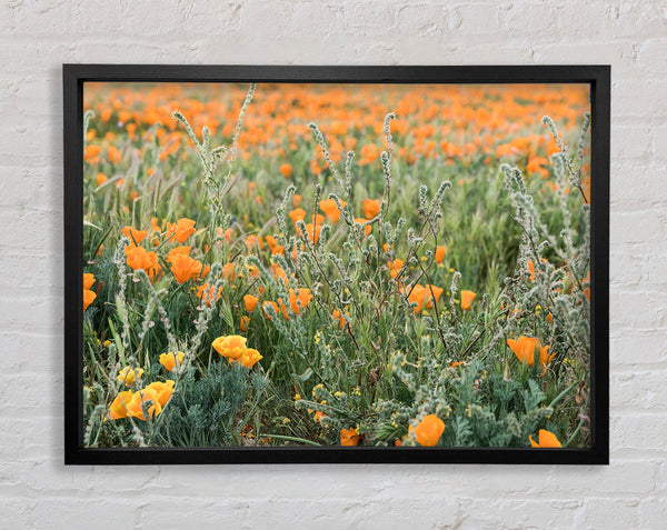 Orange flowers in the spring field Framed Print