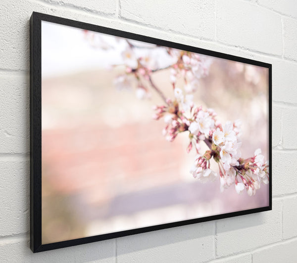 Cherry blossoms decending branch