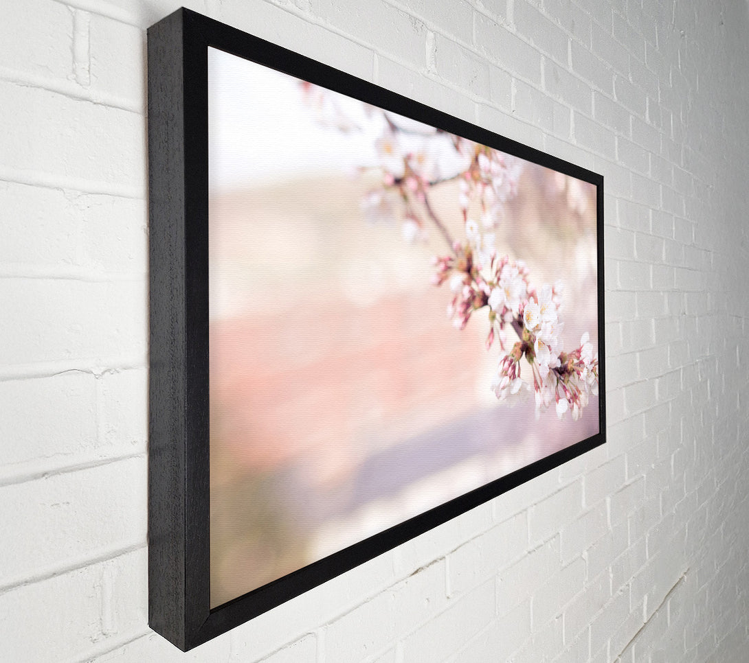  A Canvas Print of Cherry blossoms decending branch Canvas Print