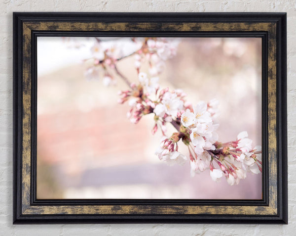 Cherry blossoms decending branch Framed Print