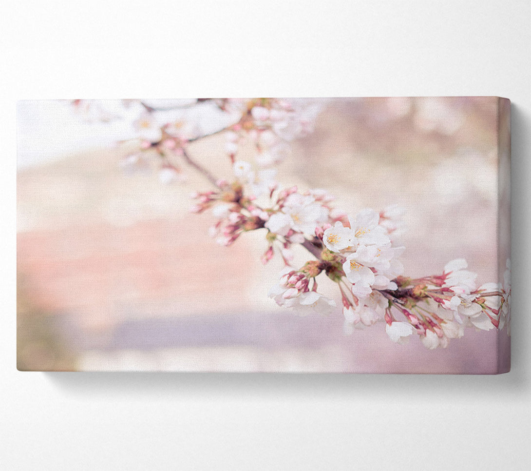  A Canvas Print of Cherry blossoms decending branch Canvas Print