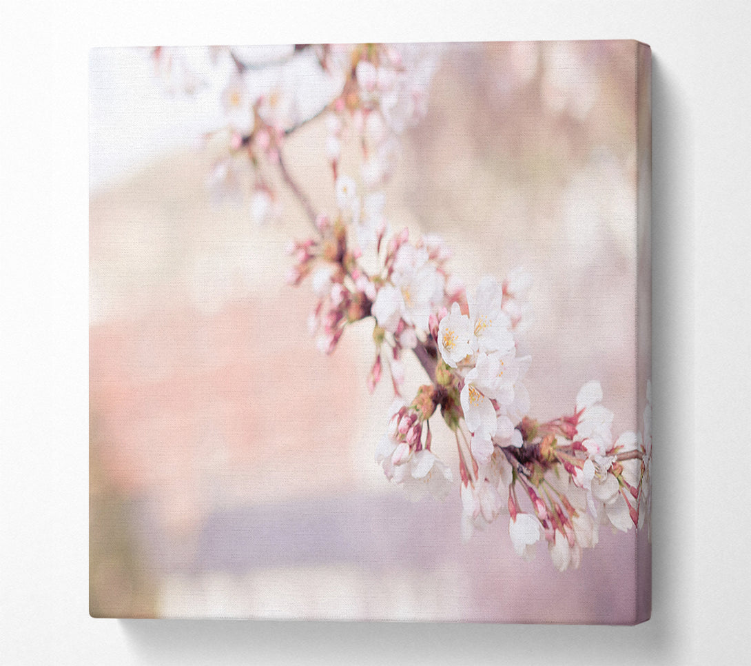  A Canvas Print of Cherry blossoms decending branch Canvas Print