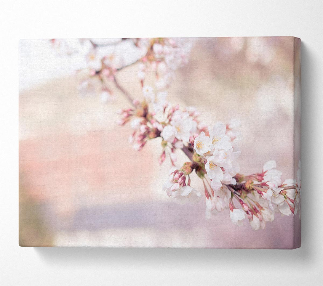  A Canvas Print of Cherry blossoms decending branch Canvas Print