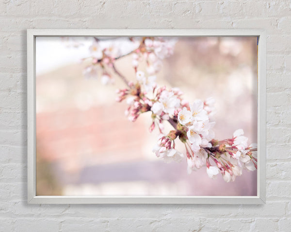 Cherry blossoms decending branch Framed Print