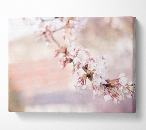  A Canvas Print of Cherry blossoms decending branch Canvas Print