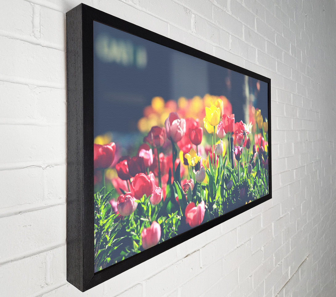  A Canvas Print of Low contrast tulips Canvas Wall Art