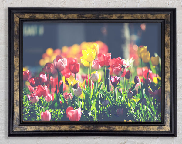 Low contrast tulips Framed Print