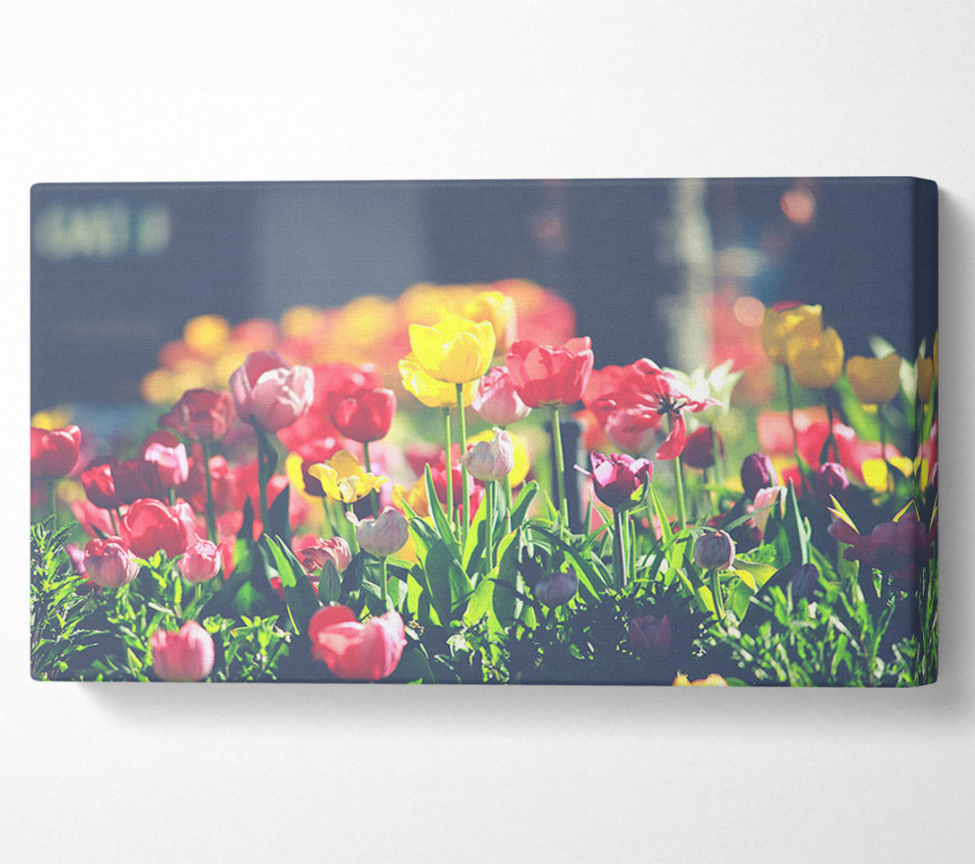  A Canvas Print of Low contrast tulips Canvas Wall Art
