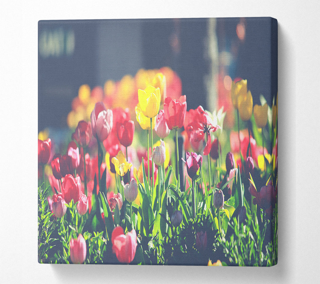  A Canvas Print of Low contrast tulips Canvas Wall Art