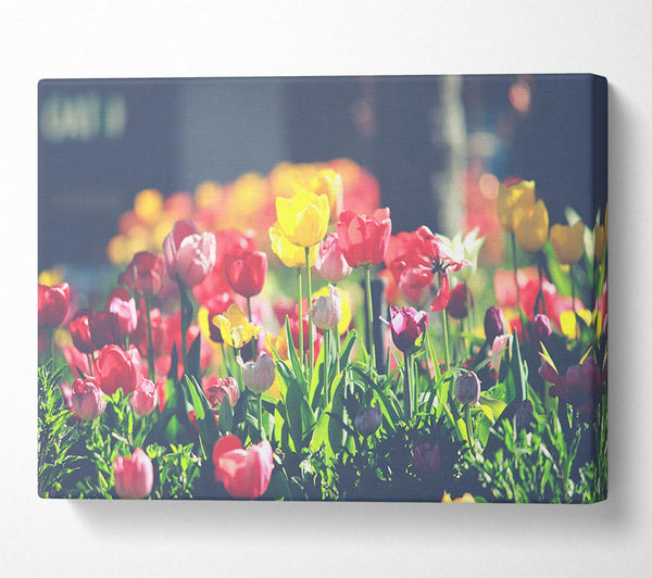  A Canvas Print of Low contrast tulips Canvas Wall Art