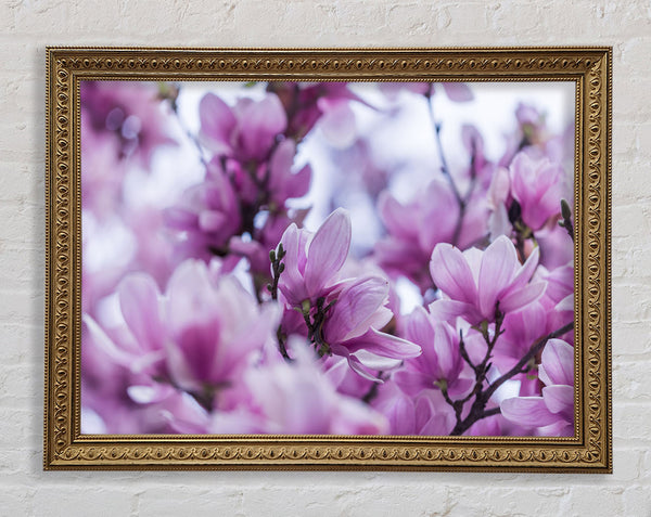 Lilac flowers striking detail Framed Print