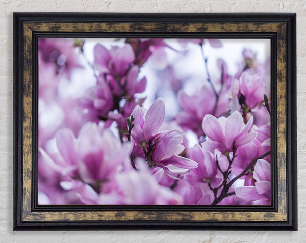 Lilac flowers striking detail Framed Print