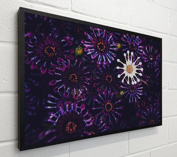 Star shaped flowers in a group